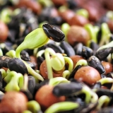 Mikrozeleni suncokret: koristi i štete, kako klijati za hranu